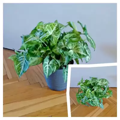 Syngonium Arrow i Green Robusta