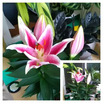 Lilia Oriental