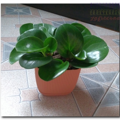 Peperomia obtusifolia (tępolistna) "Peperka"