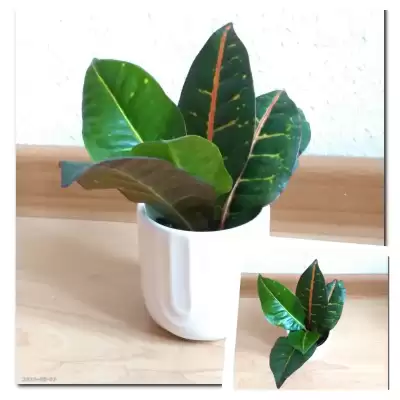 Ostatnia nowość lipca - Kroton Petra