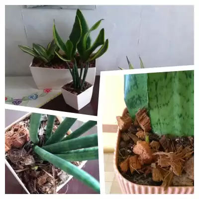 Sansewierie - połowa czerwca 2023