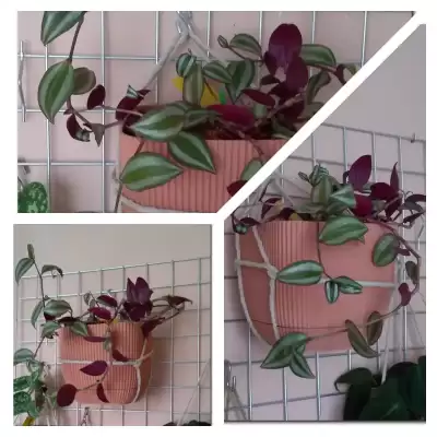 Sreberko - wiosenne przesadzanie - marzec 2023