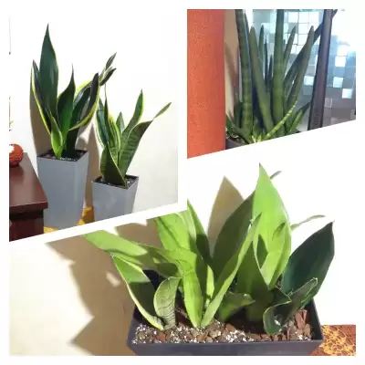 Nowa aranżacja Sansevierii