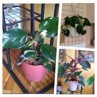 Philodendrony - połowa kwietnia