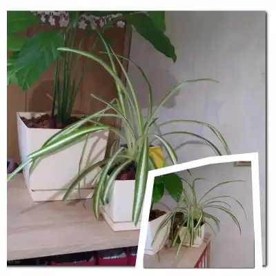 Zielistka - wiosenne przesadzanie - marzec 2023