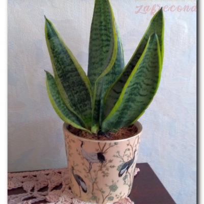Sansewieria "Pikuś" - Czerwiec 2022 (po przesadzeniu)