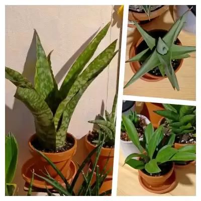 3 sansevierie