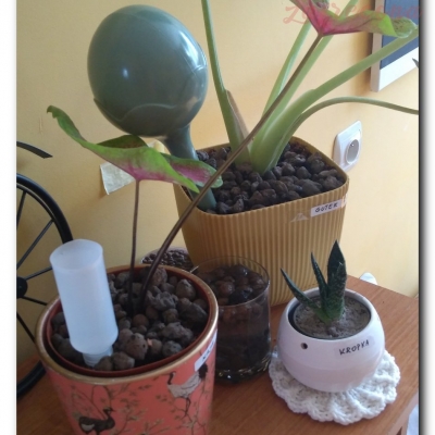 Kaja przed i po wyjeździe - Sierpień 2022