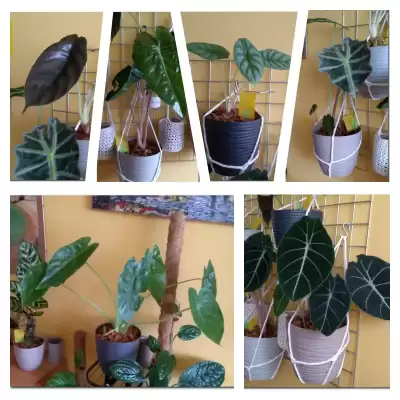 Alokazje - wiosenne przesadzanie - marzec 2023