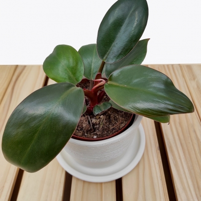 Nowe filodendrony - styczeń 2023