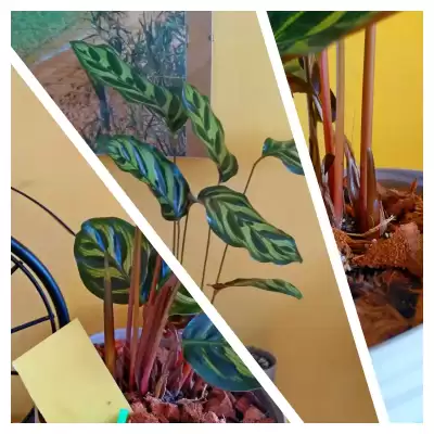 Makoja i nowe liście