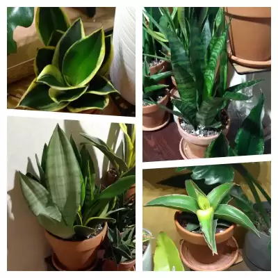 Zagęszczanie i odbudowywanie kolekcji Sansevierii