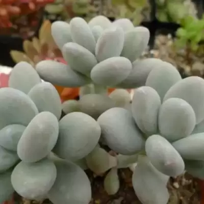 Pachyphytum  - informacje ogólne