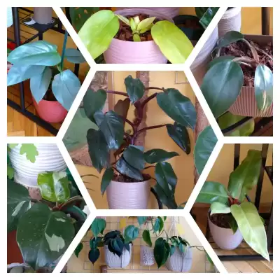 Filki - przed i po urlopie