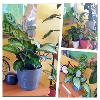 Calathea - moja nowa miłość