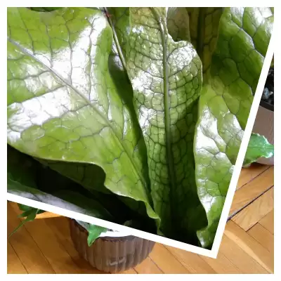 No i mam swojego "Krokodyla"