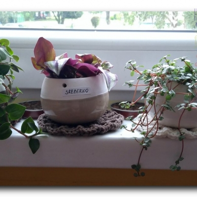 Trzykrotki - Lipiec 2022