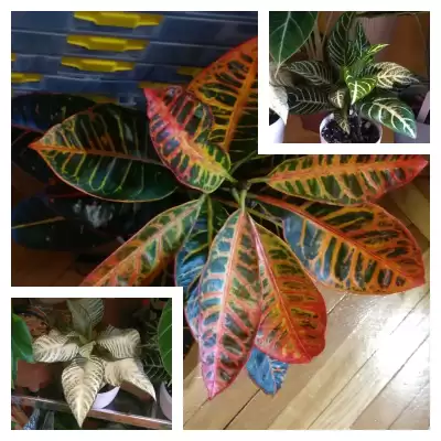 Petra i 2 nowości (Replin)