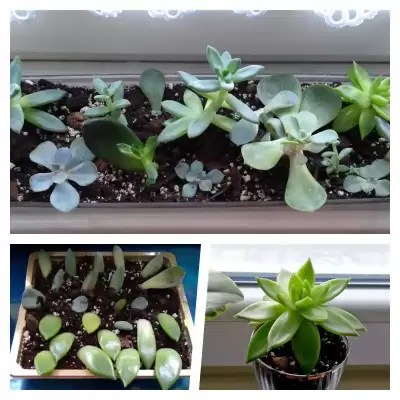 Odmładzanie Eszewerii