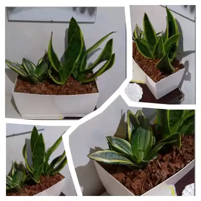 Pikuś i ... - wiosenne przesadzanie - marzec 2023