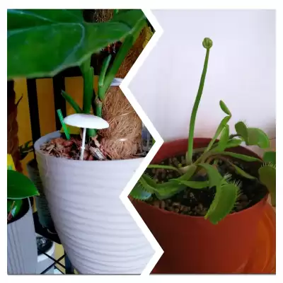 Dwie niespodzianki - czerwiec 2023