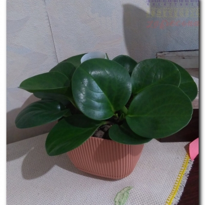 Peperka przed i po wyjeździe - Sierpień 2022