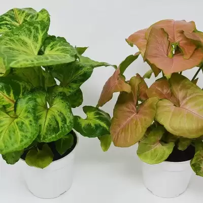 Syngonium - informacje ogólne