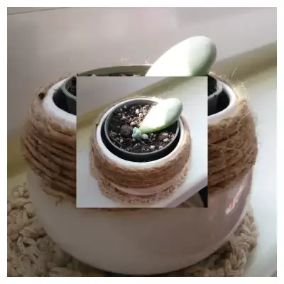 Pachyphytum oviferum