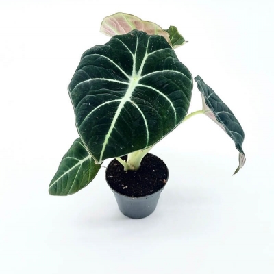 Welwetka doczeka się potomstwa!