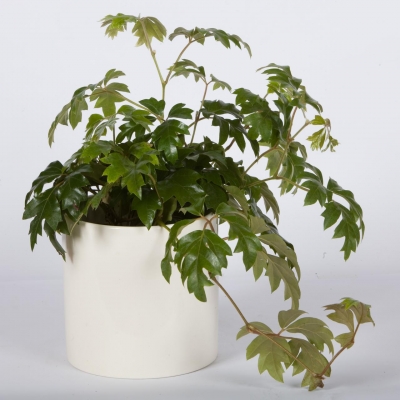 Cissus rombolistny  - informacje ogólne