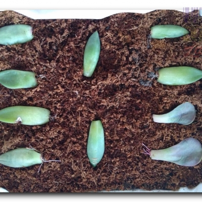 A Eszewerie szaleją