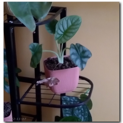 Smoczyca - koniec listopada 2022