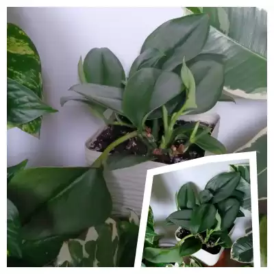 Jeden z wymarzonych Scindapków