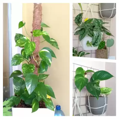 Epipremna i Scindapsusy