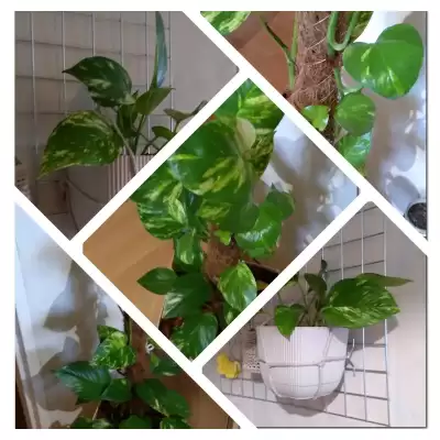 Duży i potomstwo - wiosenne przesadzanie - marzec 2023