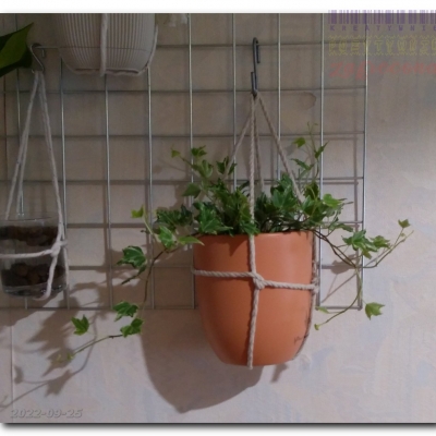 Felix - czyli w końcu kupiliśmy Bluszcz