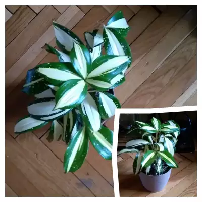 Dracena?