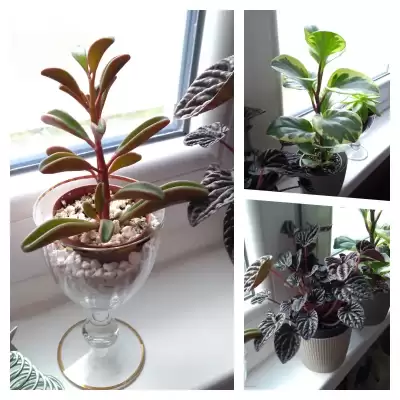 Peperomia - podsumowanie roku 2023