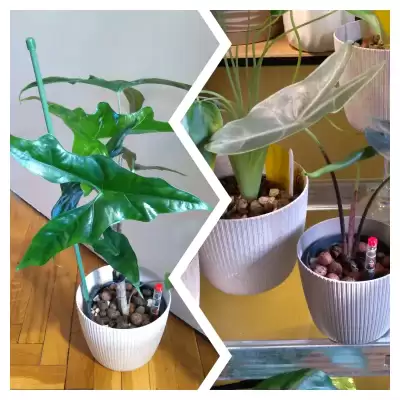 Kolejne alokazje z listy