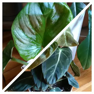 Dwa Filki - podejście nr 2