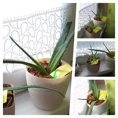 Aloesy - wiosenne przesadzanie - marzec 2023