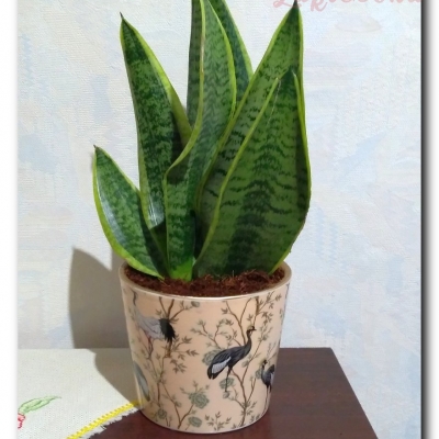 Pikuś - Lipiec 2022