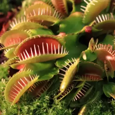 Muchołówka amerykańska