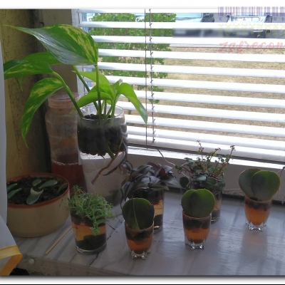 Aktualizacja rozsady - lipiec 2022