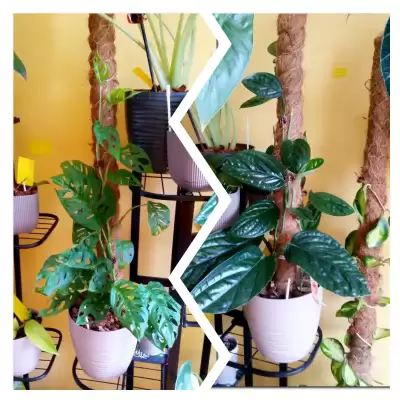 Monstery - podsumowanie czerwca 2023